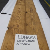 LUNARIA